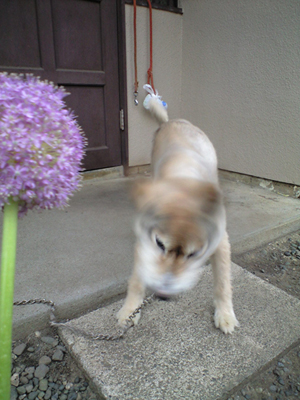 ラリー.JPG