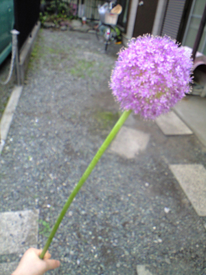 CA390917.JPG