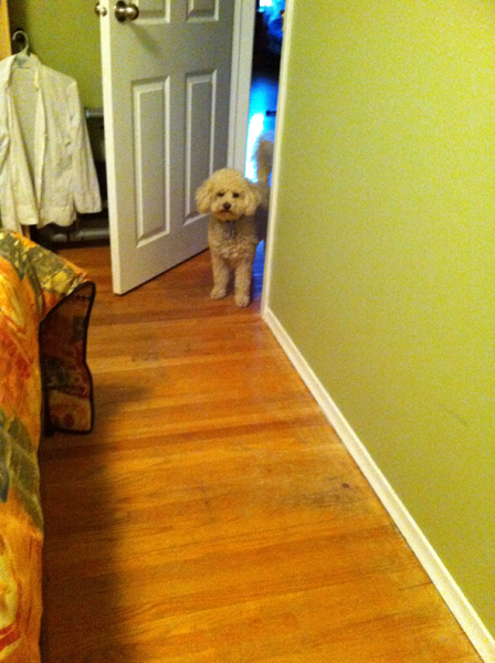 dog3.jpg