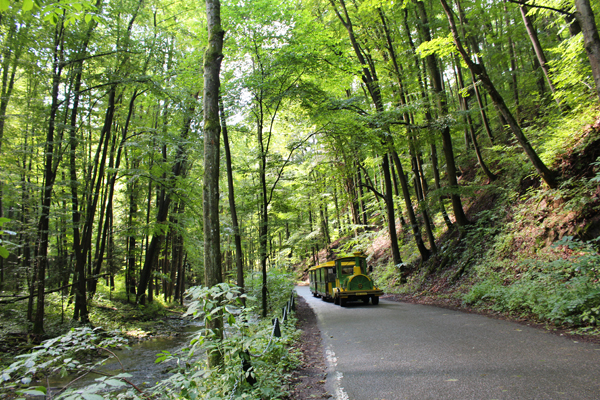 forest2-bus.jpg