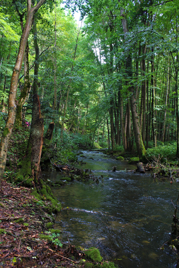 forest3.jpg