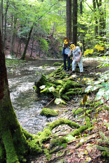 forest4.jpg