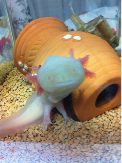 image-20120101182953.png